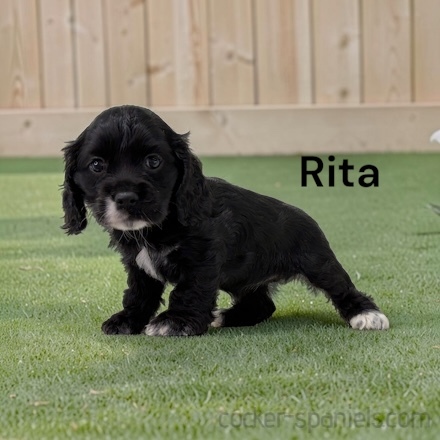 puppy, for, sale, Cocker Spaniel, Joe & Cherri  Overlease, dog, breeder, Miller, MO, dog-breeder, puppy-for-sale, forsale, nearby, find, puppyfind, locator, puppylocator, aca